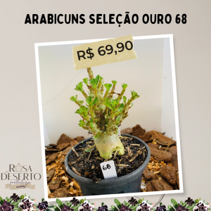 Arabicuns Seleção Ouro 68