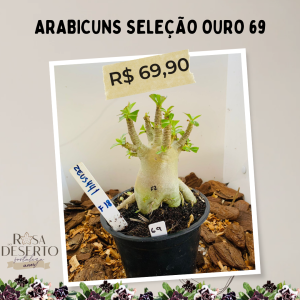 Arabicuns Seleção Ouro 69