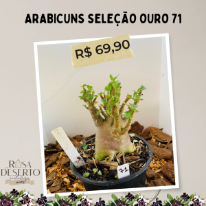 Arabicuns Seleção Ouro 71