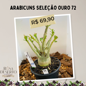 Arabicuns Seleção Ouro 72