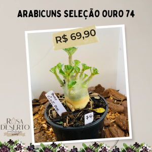 Arabicuns Seleção Ouro 74