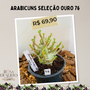 Arabicuns Seleção Ouro 76