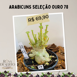 Arabicuns Seleção Ouro 78