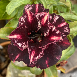 Pré Venda Rosa  Do Deserto Vampira