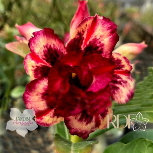 Rosa do Deserto Baby - Rosa do Deserto Triple Wish 2f - RDF Baby - RDF Fortaleza