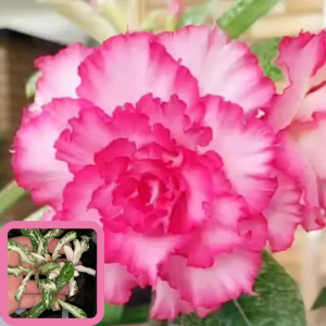 Rosa do Deserto Baby - Rosa Do Deserto Isabelle Variegata - RDF Baby - RDF Fortaleza