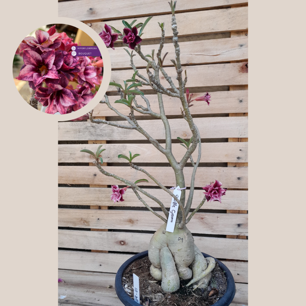 Rosa do Deserto Baobá Purple Storm 1 - Linha Baobá - RDF Fortaleza