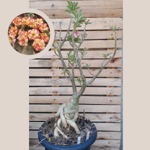 Socotra Tropical 2