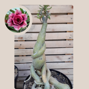 Rosa do Deserto Baobá Hexago Gem 6 - Linha Baobá - RDF Fortaleza