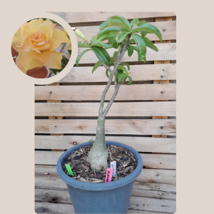 Rosa do Deserto Baobá Aurora 9 - Linha Baobá - RDF Fortaleza