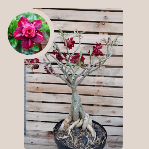 Socotra Passionate 14