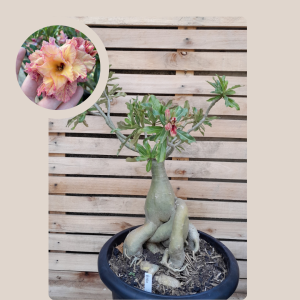 Rosa do Deserto Baoba Petra 15 - Linha Baobá - RDF Fortaleza