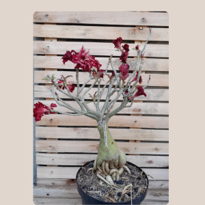Socotra Surprise Vermelha 19
