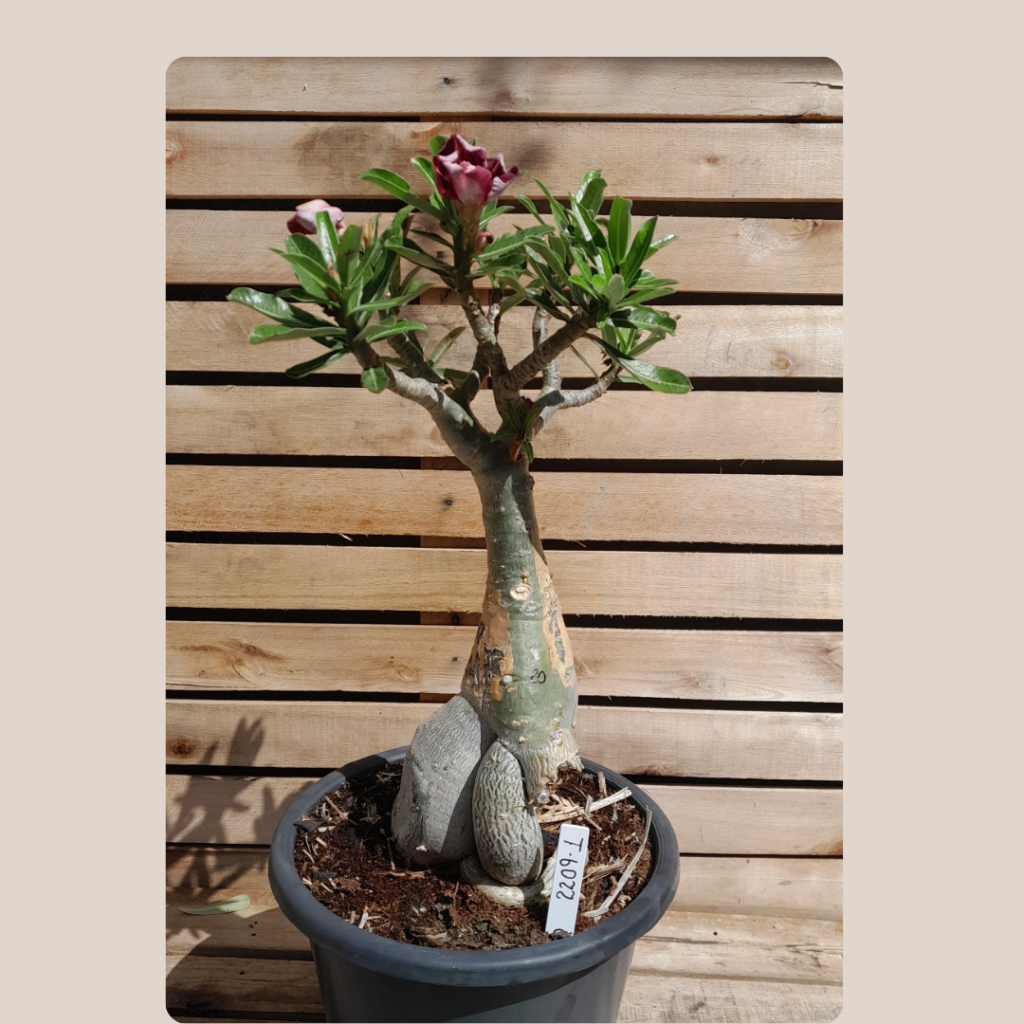 Rosa do Deserto Baoba Sem identificação 20 - Linha Baobá - RDF Fortaleza