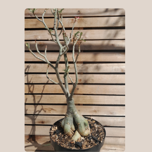 Socotra Sem ID 25