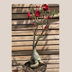Rosa do Deserto Baoba Vermelha Dobrada 30 - Linha Baobá - RDF Fortaleza
