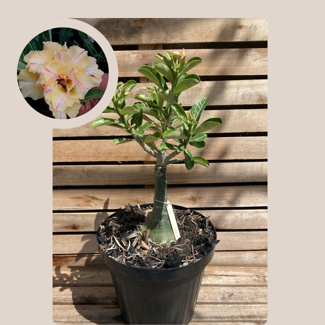 Rosa do Deserto Baoba KR 335 32 - Linha Baobá - RDF Fortaleza