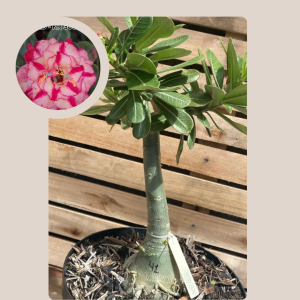 Rosa do Deserto Baoba Kr 308 41 - Linha Baobá - RDF Fortaleza