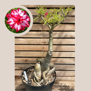 Rosa do Deserto Baoba Amethisty 47 - Linha Baobá - RDF Fortaleza