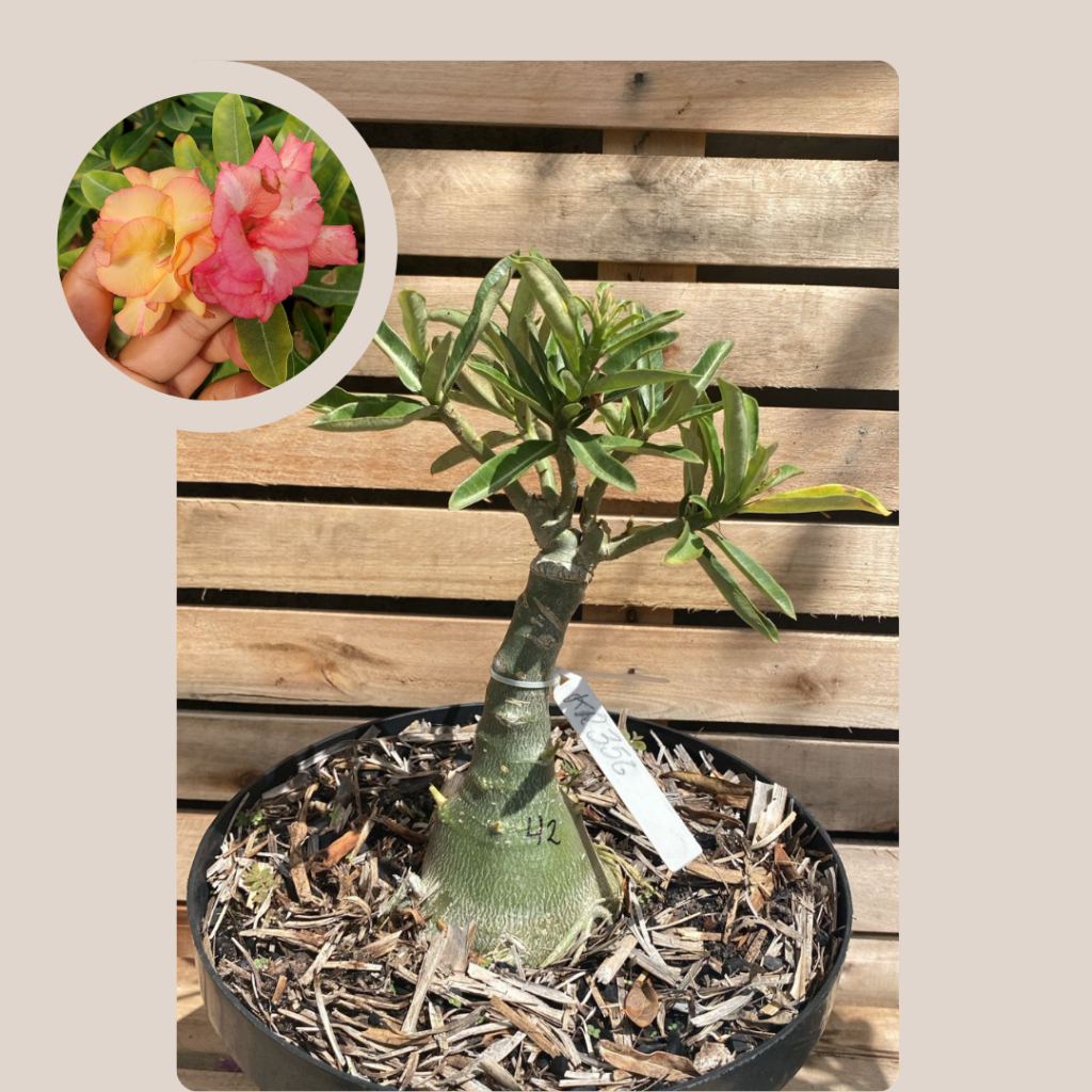 Rosa do Deserto Baoba KR 346 42 - Linha Baobá - RDF Fortaleza
