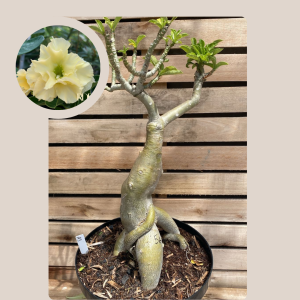 socotra A3 56