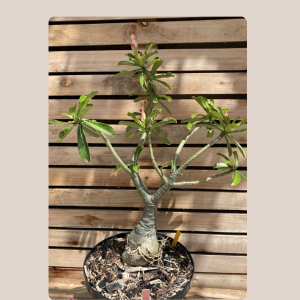 Socotra Sem ID 55