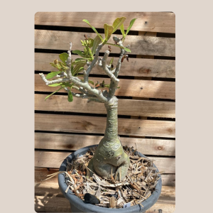 Rosa do Deserto Baoba Sem ID 33 - Linha Baobá - RDF Fortaleza
