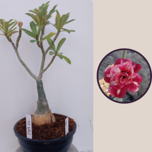 2309- 22 - Rosa do deserto lótus