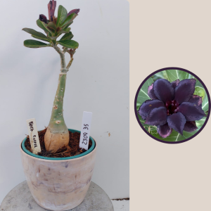 2309- 35 - Rosa do deserto Black coffe
