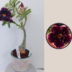 2309- 36 - Rosa do deserto P200