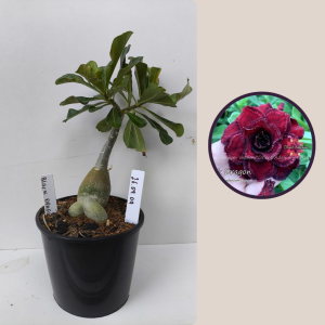 2609- 9 - Black Dragon