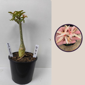2609- 14 - Beauty Variegata