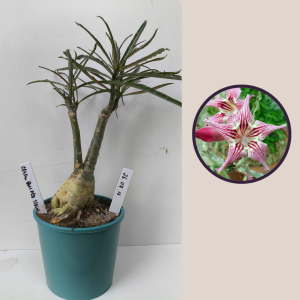 2609- 16 - Crispum Pull Red Strings