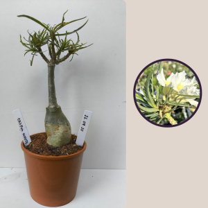 2609- 20 - Crispum White