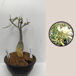 2609- 21 - Crispum White