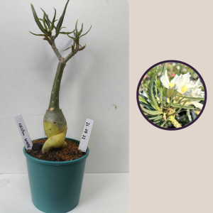 2609- 22 - Crispum White