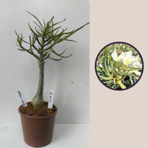 2609- 23 - Crispum White