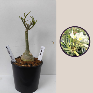 2609- 25 - Crispum White