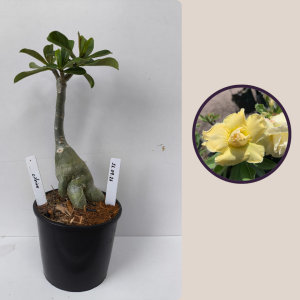2609- 26 - Citrine