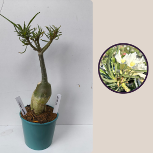 2609- 27 - Crispum White