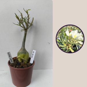 2609- 28 - Crispum White