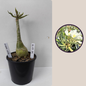 2609- 34 - Crispum White