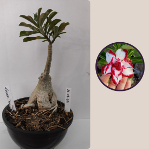 2609- 60 - Ferrari Caudex Arabicum