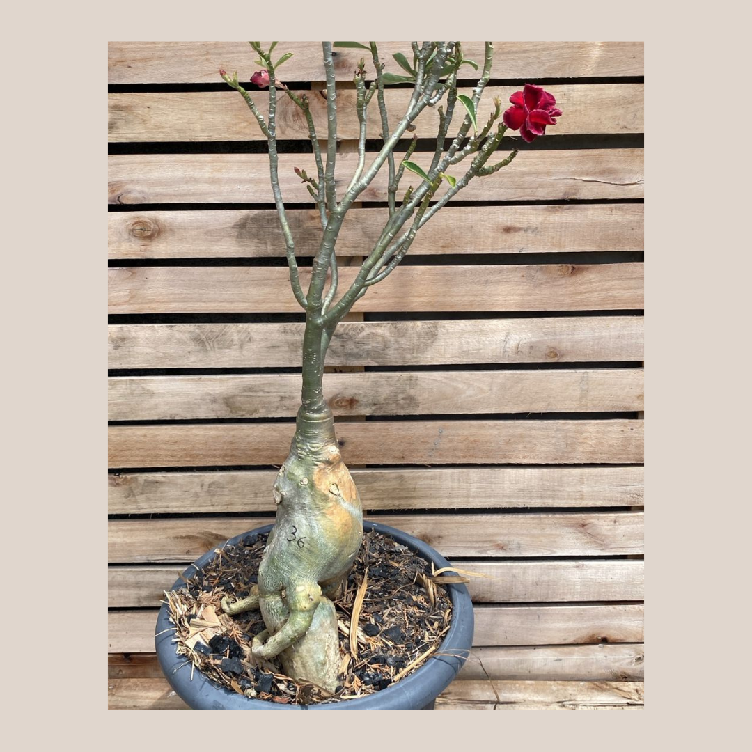 Rosa do Deserto Baoba Vermelha Dobrada 36 - Linha Baobá - RDF Fortaleza