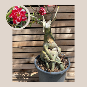 Socotra Romantic Feelings 51