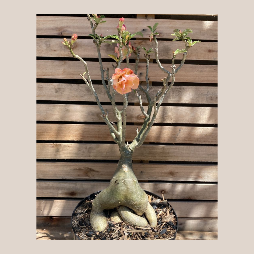 Rosa do Deserto Baoba Sem Identificação 63 - Linha Baobá - RDF Fortaleza