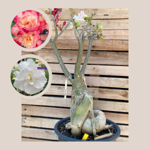 Rosa do Deserto Baoba Peony + Branca Dobrada 65 - Linha Baobá - RDF Fortaleza