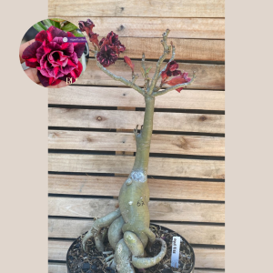 Rosa do Deserto Baobá Mah Biee 67 - Linha Baobá - RDF Fortaleza