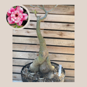 Rosa do Deserto Baobá Salomé 68 - Linha Baobá - RDF Fortaleza