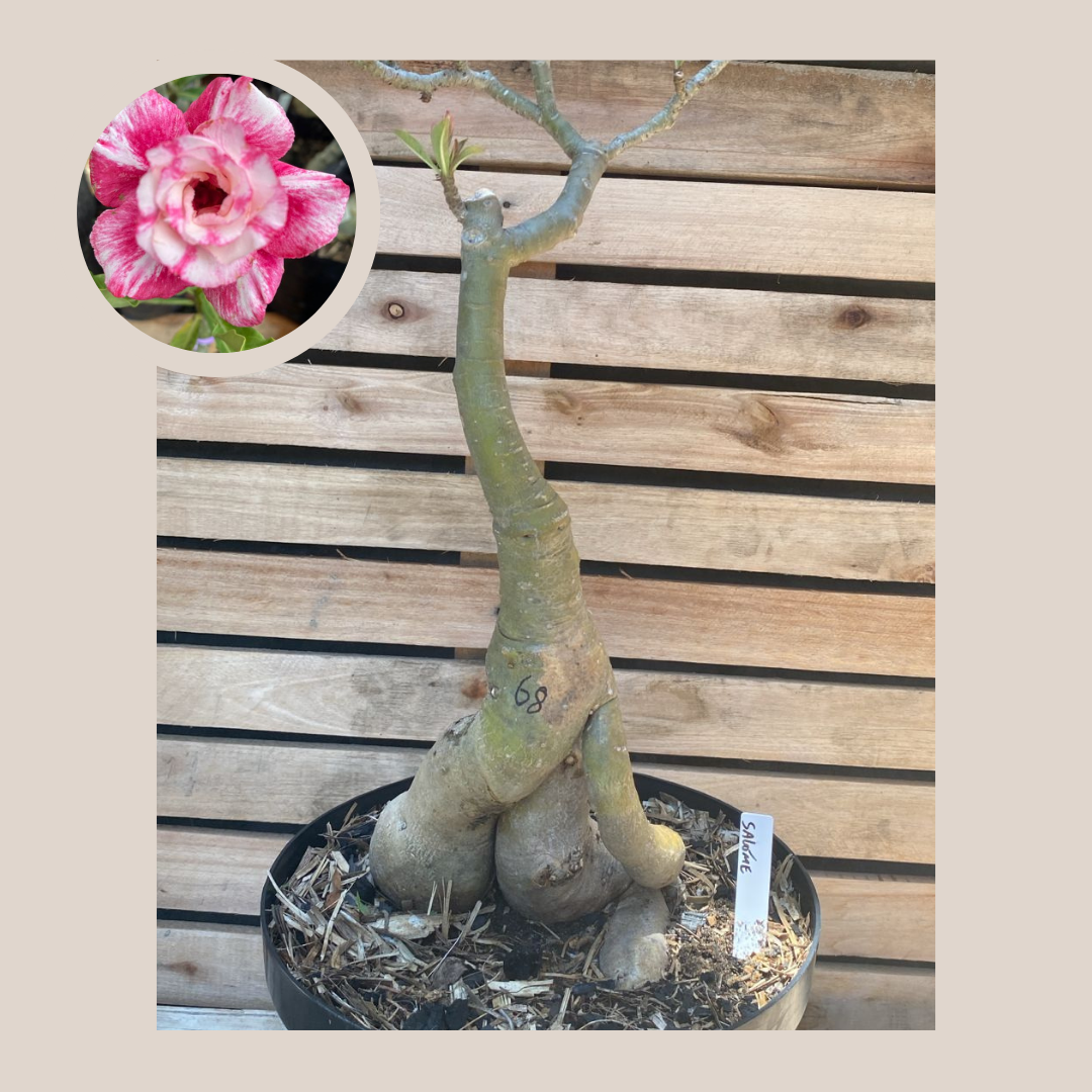 Rosa do Deserto Baobá Salomé 68 - Linha Baobá - RDF Fortaleza
